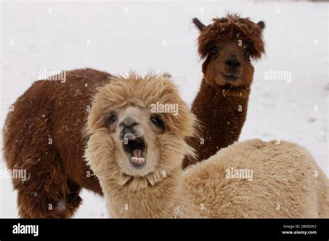 Lama (genus) .